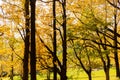 Orange forest with trail in fog in autumn. Colorful landscape with beautiful enchanted trees with yellow and red leaves in fall.