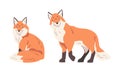 Orange Fox as Omnivorous Mammal with Pointed Snout and Long Bushy Tail Sitting and Standing Vector Set