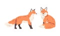 Orange Fox as Omnivorous Mammal with Pointed Snout and Long Bushy Tail Sitting and Standing Vector Set