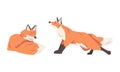 Orange Fox as Omnivorous Mammal with Pointed Snout and Long Bushy Tail Sitting and Stretching Vector Set