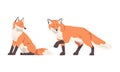 Orange Fox as Omnivorous Mammal with Pointed Snout and Long Bushy Tail Sitting and Walking Vector Set