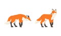 Orange Fox as Omnivorous Mammal with Pointed Snout and Long Bushy Tail Standing Vector Set