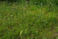 Orange Fox and Cubs Pilosella aurantiaca flowering Royalty Free Stock Photo