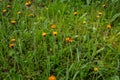 Orange Fox and Cubs Pilosella aurantiaca flowering Royalty Free Stock Photo