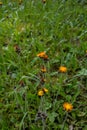 Orange Fox and Cubs Pilosella aurantiaca flowering Royalty Free Stock Photo