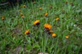 Orange Fox and Cubs Pilosella aurantiaca flowering Royalty Free Stock Photo