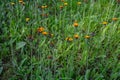 Orange Fox and Cubs Pilosella aurantiaca flowering Royalty Free Stock Photo