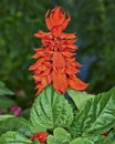 Orange franco's snapdragon flower Royalty Free Stock Photo
