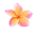 Orange frangipani or plumeria tropical flowers isolated