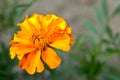 Orange french marigold
