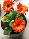 Orange fresh beautiful gerbia flowers. Close up. defocused photo