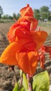 Orange fresh flower high quality image