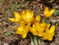 Spring sun star flowers Royalty Free Stock Photo