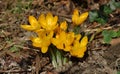 Spring sun star flowers Royalty Free Stock Photo