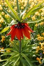 Orange crown imperial flower against a background of yellow daffodils