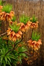 Orange Fritillaria imperialis in garden