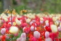 Orange fritillaria imperialis `The Premier` Crown Imperial in Royalty Free Stock Photo