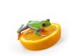 Orange frog Royalty Free Stock Photo