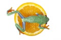 Orange frog Royalty Free Stock Photo