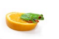 Orange frog Royalty Free Stock Photo