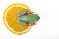 Orange frog Royalty Free Stock Photo