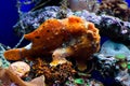 Orange frog fish Royalty Free Stock Photo