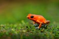 Orange frog. Red Strawberry poison dart frog, Dendrobates pumilio, in the nature habitat, Nicaragua. Close-up portrait of poison Royalty Free Stock Photo