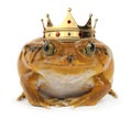 Orange Frog on White Royalty Free Stock Photo