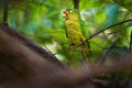 Orange-fronted Parakeet - Eupsittula canicularis or orange-fronted conure, also known as the half-moon conure, medium-sized parrot Royalty Free Stock Photo