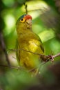 Orange-fronted Parakeet - Eupsittula canicularis or orange-fronted conure, also known as the half-moon conure Royalty Free Stock Photo