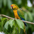Orange-fronted parakeet (Eupsittula canicularis) perched on a Royalty Free Stock Photo