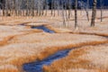 Orange Frosted Grass and Stream, Yellowstone