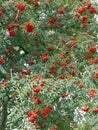 Orange fruit berries sorbus aucuparia tree blooming in autumn