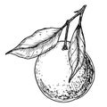 Orange Fruit Branch with leaves. Hand drawn linear vector illustration of mandarin or tangerine. Drawing of clementine