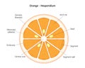 Orange fruit. Hesperidium. Labeled illustration.