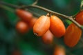 Fruits `Elaeagnus pungens` close-up,Fruit in a beautiful orange-sour forest in Thailand,Elaeagnus latifolia iolated.