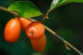 Fruits `Elaeagnus pungens` close-up,Fruit in a beautiful orange-sour forest in Thailand,Elaeagnus latifolia iolated.