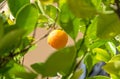 Orange fruit growing in a green tree Royalty Free Stock Photo