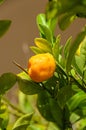 Orange fruit growing in a green tree Royalty Free Stock Photo