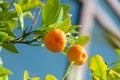 Orange fruit growing in a green tree Royalty Free Stock Photo