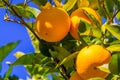 Orange Fruit Growing in a Tree Royalty Free Stock Photo