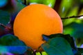 Orange Fruit Growing in a Tree Royalty Free Stock Photo