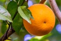Orange Fruit Growing in a Tree Royalty Free Stock Photo