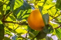 Orange Fruit Growing in a Tree Royalty Free Stock Photo