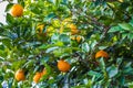 Orange Fruit Growing in a Tree Royalty Free Stock Photo