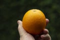 Orange fruit in hand.