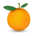 Orange fruit illustration isolate on white background Royalty Free Stock Photo