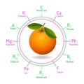 Orange fruit infographic