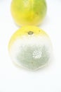 Orange fruit isolated background fruit healthful mold funghi detail SÃÆÃÂ£o Paulo Brazil