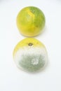 Orange fruit isolated background fruit healthful mold funghi detail SÃÆÃÂ£o Paulo Brazil